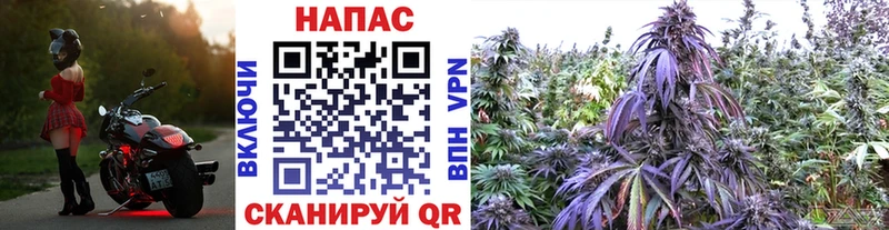 Конопля SATIVA & INDICA Ахтубинск